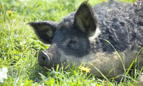 Parc animalier et biodiversité