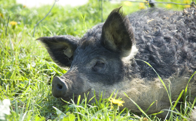 Parc animalier et biodiversité