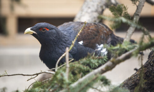 Augusta Raurica - Der Auerhahn im Tierpark - Foto Susanne Schenker