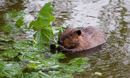 Ausflugstipp: Von Liestal nach Augst